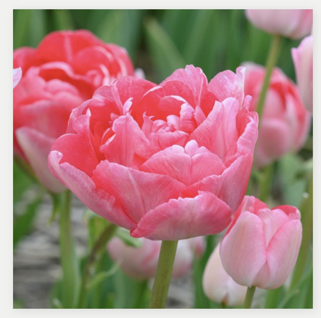 Cibule tulipánů