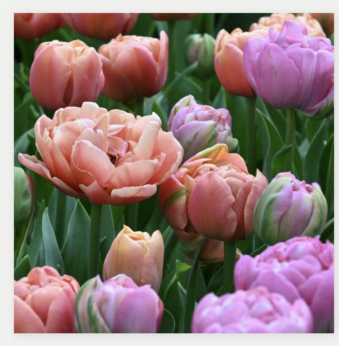 Cibule tulipánů