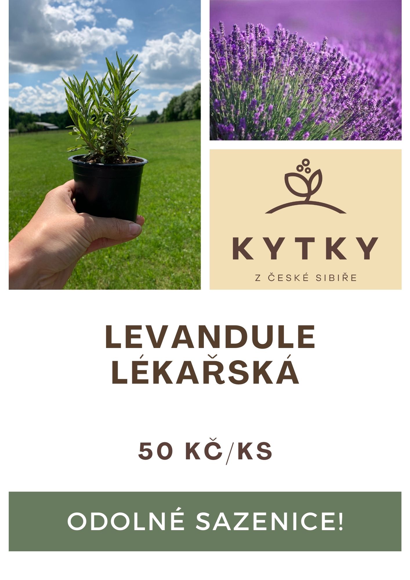 Levandulový setík_sazenička + vonný sáček