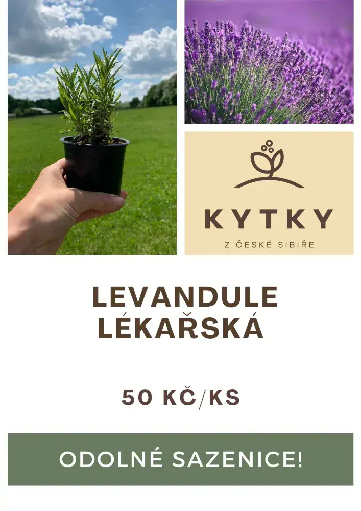 Sazenice levandule lékařské